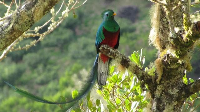 Quetzal: Kostarický zážitok z pozorovania vtákov – Los Quetzales - Photo 5 (Gallery view)