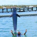 Dolphin Swim in Punta Cana – Best 60-min Dolphin Discovery