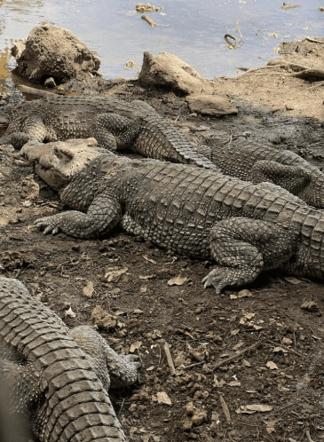 Guama and Hatiguanico River Trip