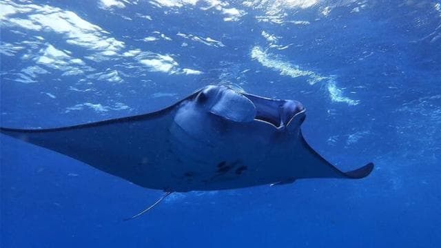 Tamarindo: Sea Scooter Snorkeling Tour - Dominican Republic