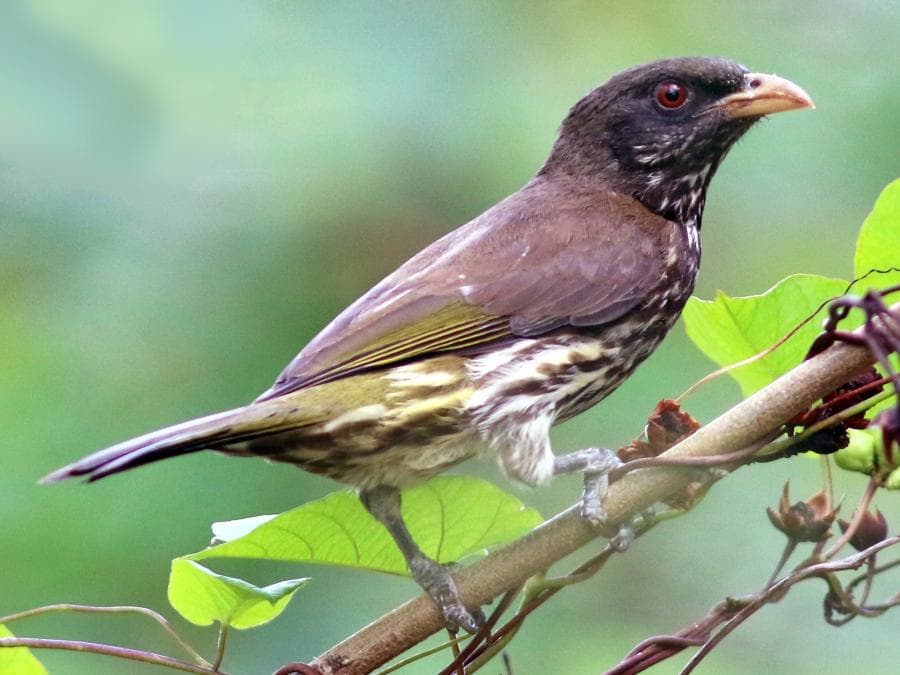 Private Birdwatching Tour from Punta Cana to Los Haitises National Park