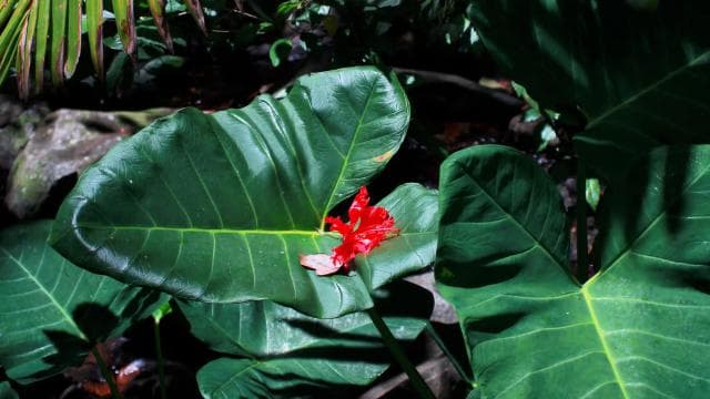 Discover a Hidden Paradise & Learn about Plants.