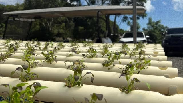 Carolina: Farm-to-Table Tasting with Lunch and Goat Milking