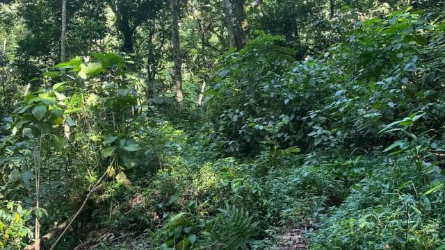 Caguas: Waterfall and Cave Adventure