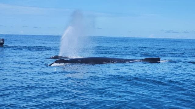 Uvita: Whale Watching Tour in Marino Ballena National Park