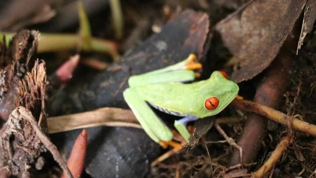 Tortuguero: Hike the Cerro Tortuguero Trail - Dominican Republic