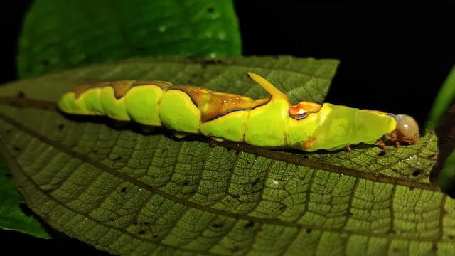 La Fortuna: Arenal Volcano Rainforest Night Tour