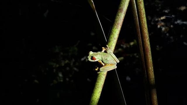 Santa Elena: Wildlife Refuge Monteverde Night Walking Tour