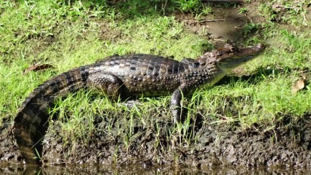 Palo Verde & Guatil: Jungle Boat Tour, Pottery & Lunch - Dominican Republic