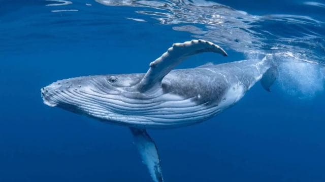 WHALE & DOLPHIN WATCHING IN UVITA COSTA RICA