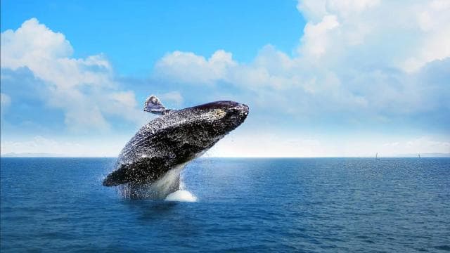 Miches : Private Whale Watching Samana bay