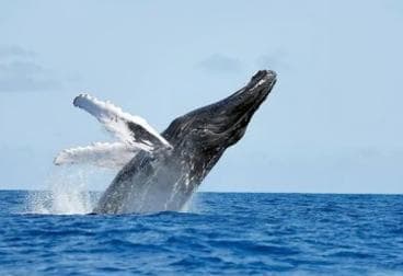 From Punta Cana: Whale Watching and Montana Redonda Tour - Photo 2 (Gallery view)