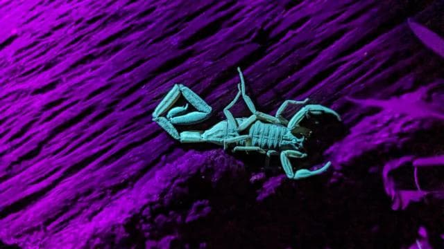 Monteverde: Night Walk in the Magical Forest