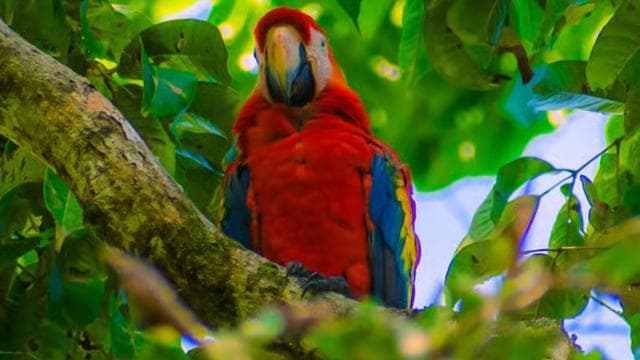 From Uvita: Day Trip to Corcovado National Park by Boat - Dominican Republic