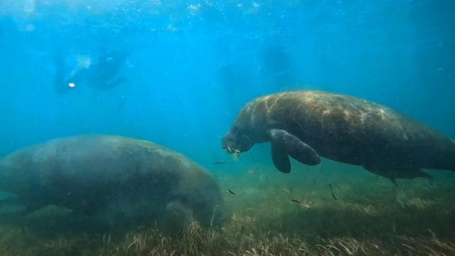 San Juan: Sea Turtles & Manatees Snorkeling with Video & Rum