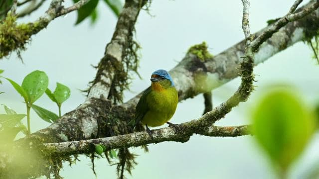 Immerse yourself in the magic of the Monteverde Cloud Forest