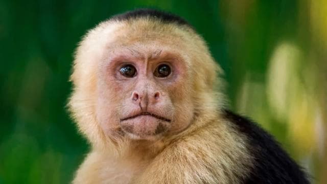 Manuel Antonio: Manuel Antonio National Park Guided Day Trip