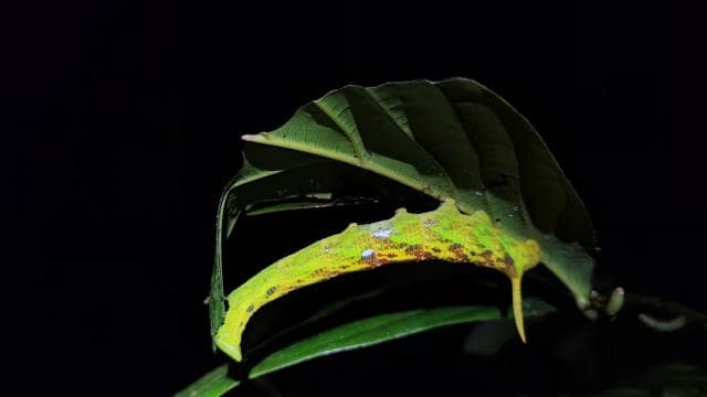 La Fortuna: Arenal Volcano Rainforest Night Tour - Photo 3 (Gallery view)