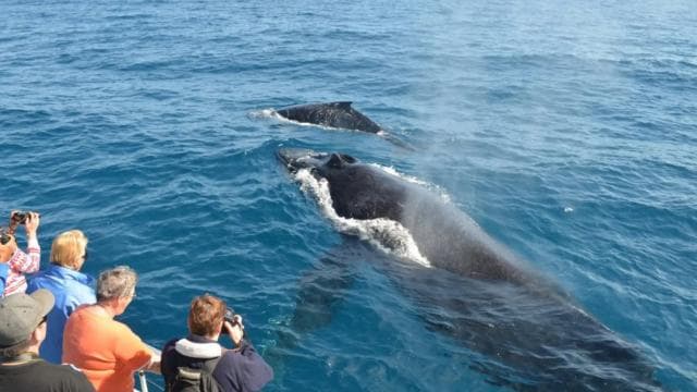 Miches : Private Whale Watching Samana bay - Dominican Republic