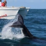 Samana: Whale Watching and Cayo Levantado Full Day Tour
