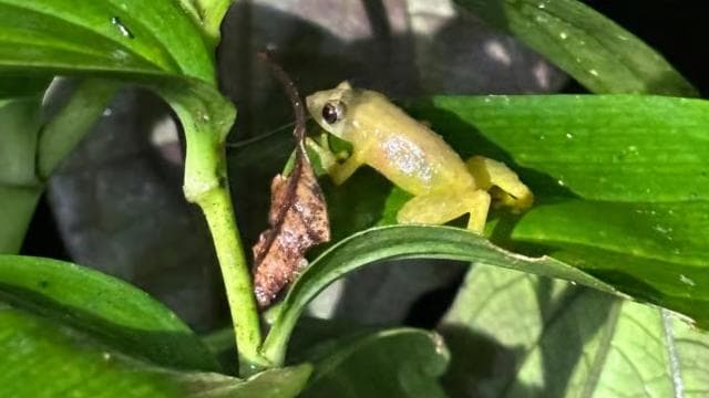 Monteverde: Nature walk in Curicancha Reserve