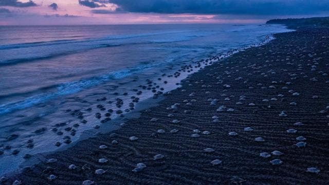 Costa Rica: Hundreds of thousands Olive Ridley Sea Turtles