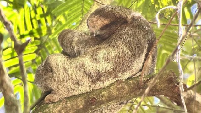 La Fortuna: Sloth Watching Tour