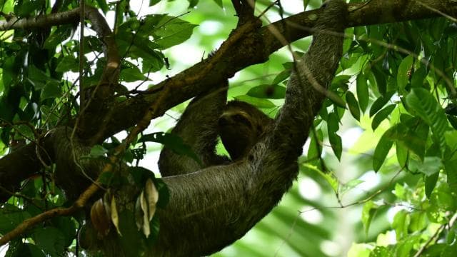 Marino Ballena National Park Private Naturalist Hike - Photo 5 (Gallery view)