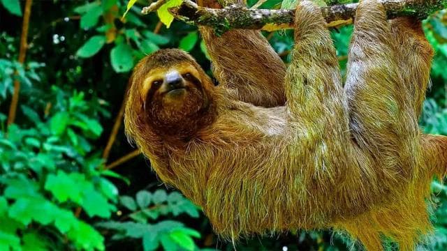 Bahía Drake: caminata por la jungla y aventura de barranquismo con almuerzo - Photo 5 (Gallery view)
