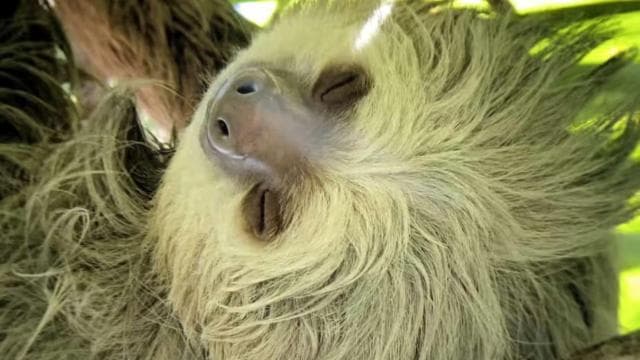 Manuel Antonio Park Guided Tour - Admission Ticket Included
