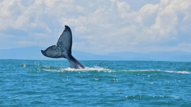 Marino Ballena National Park: Whale Watching Boat Tour