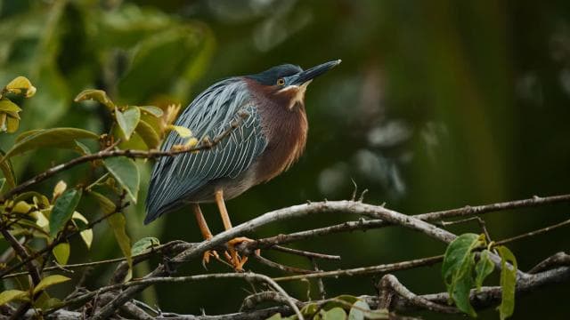 Tortuguero: Canoe Adventure Tour - Dominican Republic