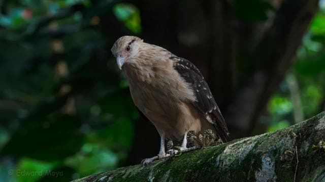 Uvita: Birdwatching - Photo 5 (Gallery view)