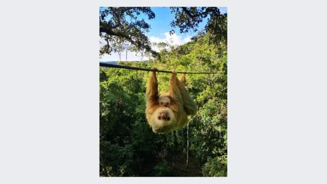 San Jose: Zipline La Carpintera Tour - Photo 4 (Gallery view)