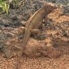 Punta Cana: tour en buggy por la playa de Macao con paseo a caballo - Photo 4 (Gallery view)