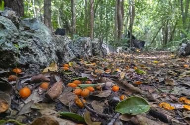 Punta Cana Cenote: Floating Sound Healing & Swim