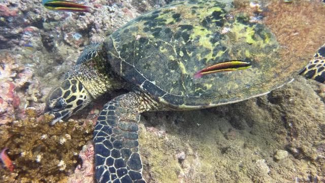 Isla del Caño: Snorkeling