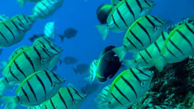 Uvita: Snorkeling in Caño Island