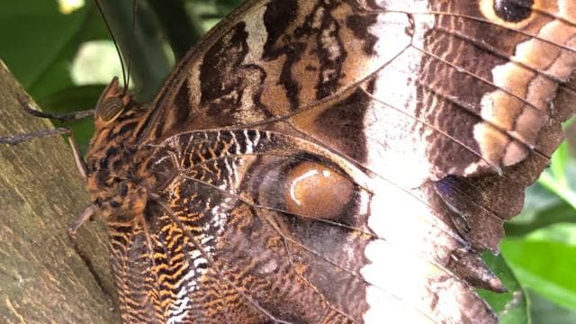 Monteverde: Cloud Forest Guided Walk