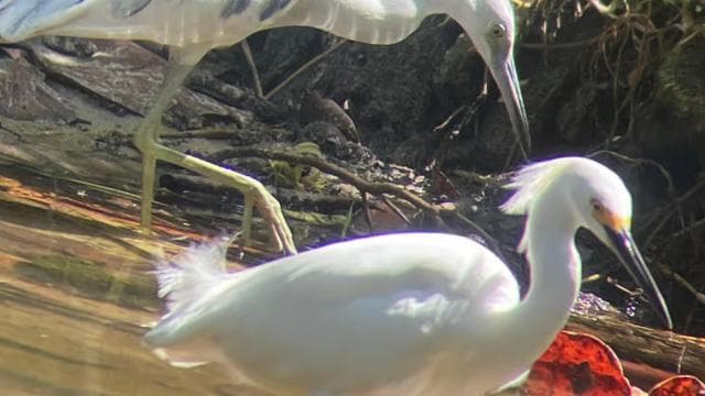 Cahuita: Gyalogtúra és vadvilági városnézés, túra idegenvezetővel - Photo 3 (Gallery view)