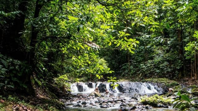 Corcovado National Park: Sirena Day Tour Drake Bay-Corcovado