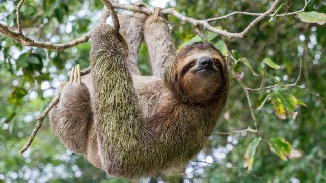 Uvita:Sloth Watching Trail-The best sloth tour in Costa Rica