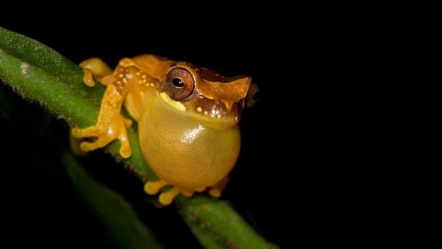 La Fortuna: Evening Frog Safari - Photo 2 (Gallery view)