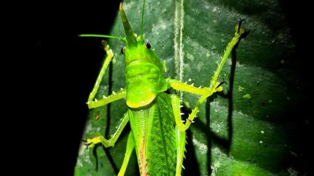 Monteverde: Tropical Forest Night Tour
