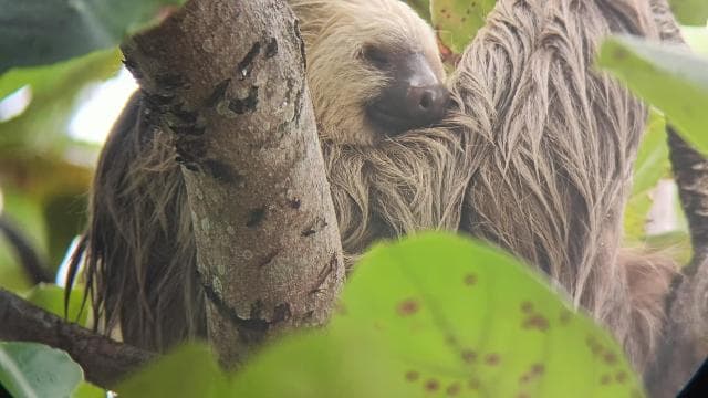 Cahuita: National Park Wildlife & Sightseeing Guided Tour - Dominican Republic