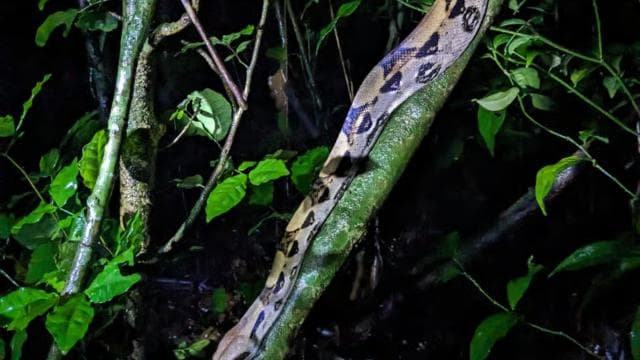 Monteverde: Night Walk in the Magical Forest