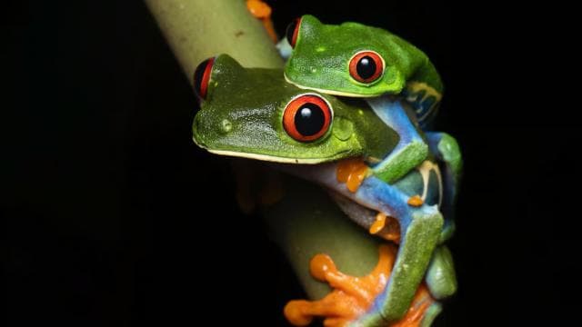 Sarapiquí: Rainforest Night Walk with Wildlife Guide