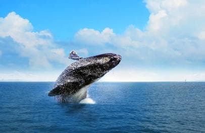 Las Terrenas: Private Whale Watching Half day