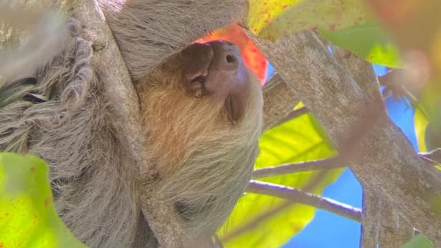 Manuel Antonio National Park Guided Hike - Photo 3 (Gallery view)