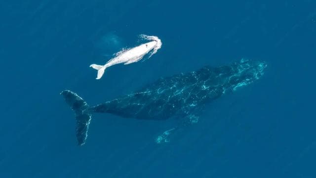 Uvita: Marino Ballena National Park Whale Watching Cruise
